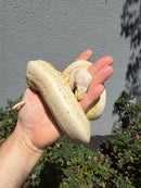 Banana Ball Python Mixed Morph Male