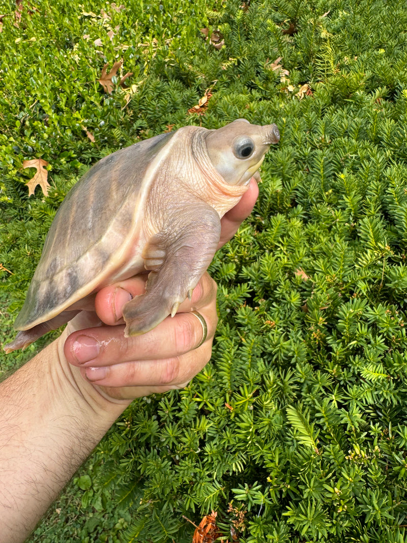 "Paradox" Fly River Turtle Juvenile (Carettochelys insculpta)