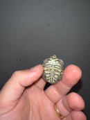Concentric Diamondback Terrapin 2023 (Malaclemys terrapin)