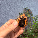 Vietnamese Three-striped Box Turtle
