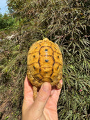 Syrian Golden Greek Tortoise Pair