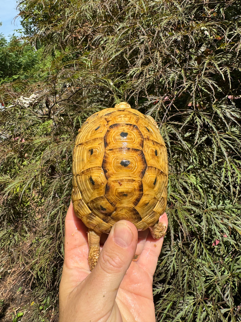 Syrian Golden Greek Tortoise Pair