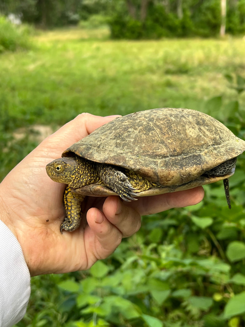 Xarre Dwarf European Pond Turtle Babies  (Emys orbicularis hellenica)