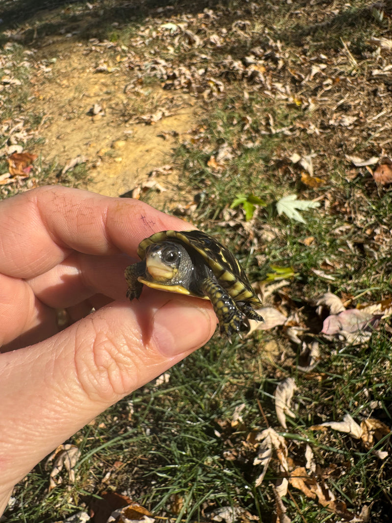 HI YELLOW Florida Box Turtle Baby 2024