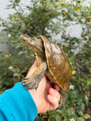 Spanish Pond Turtle Adult Pair