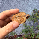 Vietnamese Three-striped Box Turtle
