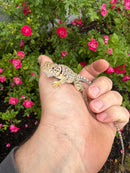 Aquaflame Blue Eastern Collared Lizard Adult Pair