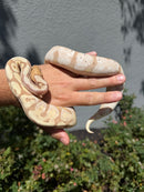 Banana Ball Python Mixed Morph Female
