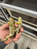 Aquaflame Blue Eastern Collared Lizard Adult Pair