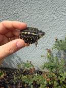 HI YELLOW Florida Box Turtle