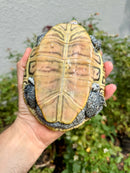 Concentric Diamondback Terrapin Adult Female