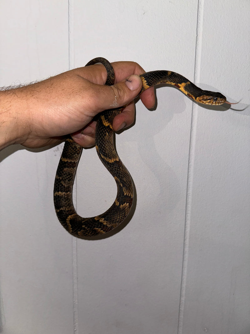 Broad Banded Water Snake CB Babies (CLUTCH