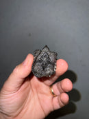 Cinnamon Snapping Turtle