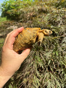 Syrian Golden Greek Tortoise Pair