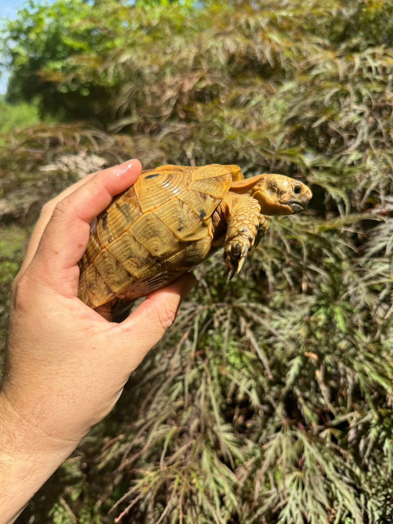 Syrian Golden Greek Tortoise Pair