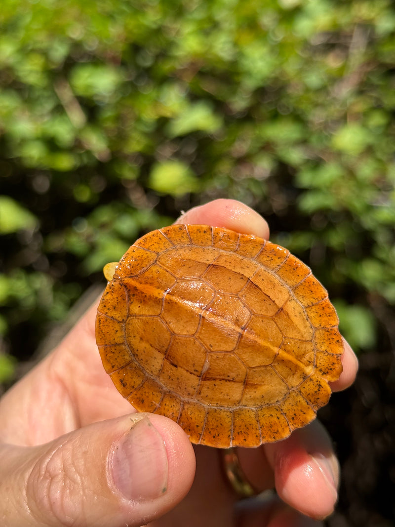 Bourret's Flowerback Box Turtle 2025