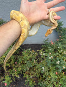 Banana Ball Python Mixed Morph Female