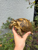 Mesopotamian Greek Tortoise Adult Female