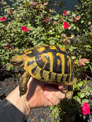Eastern Hermann's Tortoise Adult Female