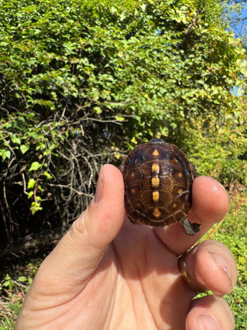 Hi Color Orange Baby Eastern Box Turtle