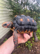 Barbados Red Foot Tortoise Pair