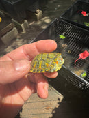 Pastel Clown Red Eared Slider Turtle 2025