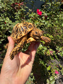 Sri Lankan Star Tortoise 2010