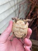 Syrian Golden Greek Tortoise 2023