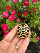 Sri Lankan Star Tortoise 2026