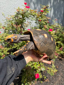 Red Foot Tortoise Adult Female