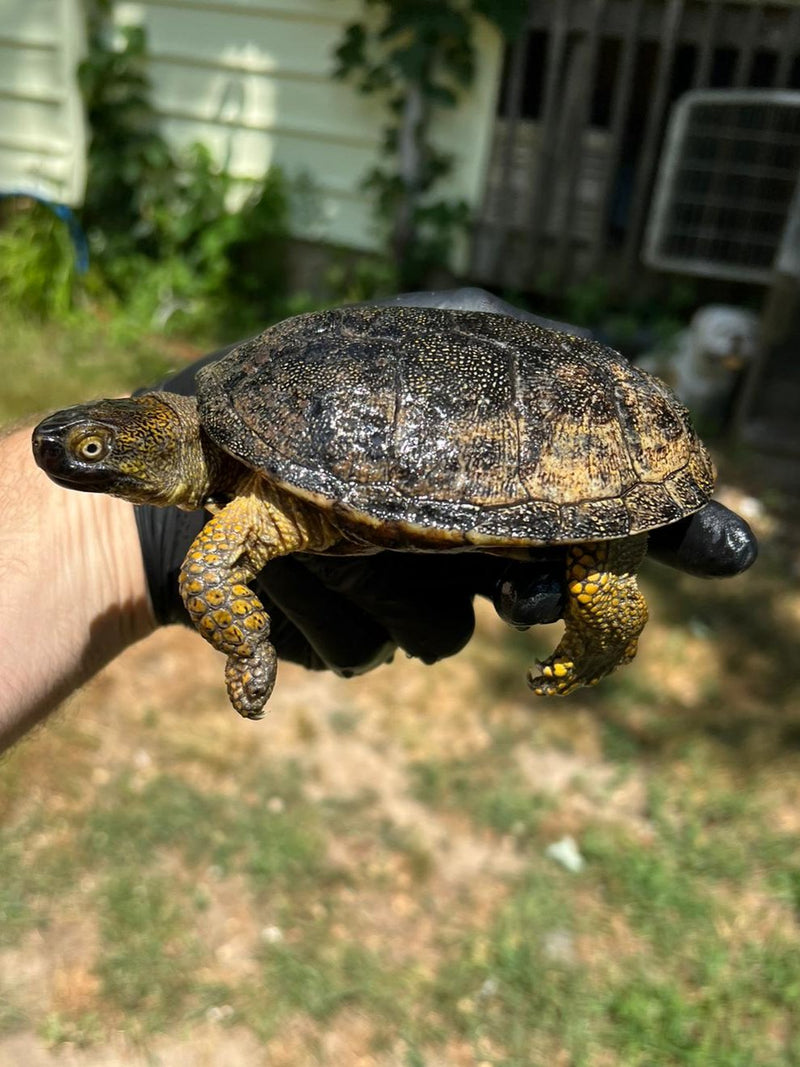 Xarre Dwarf European Pond Turtle Babies  (Emys orbicularis hellenica)