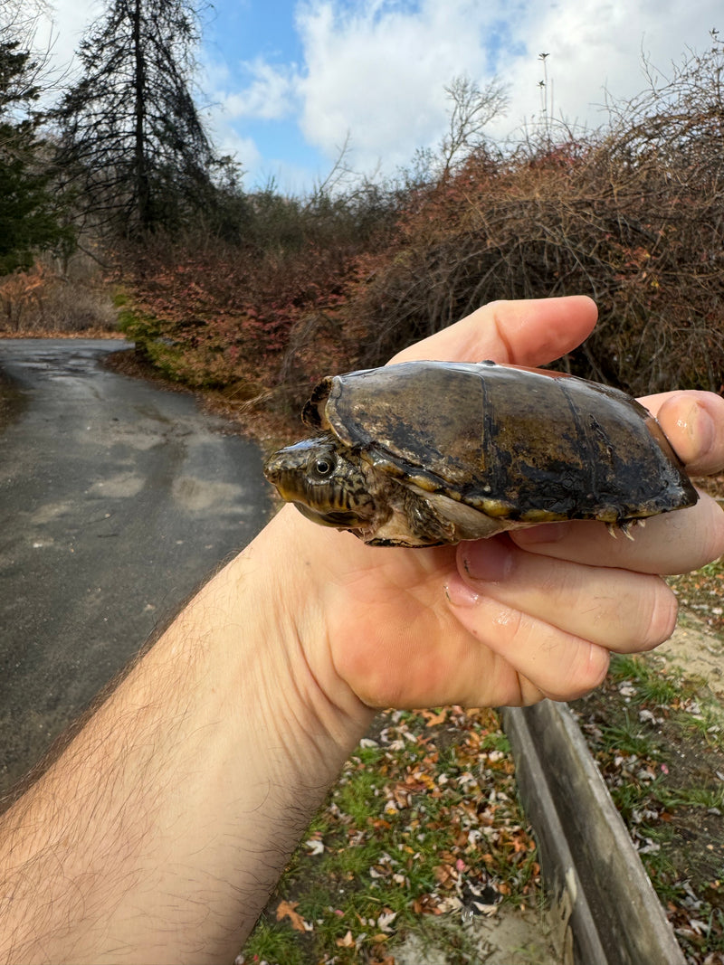 Stripe-necked Musk Turtle Adult Pair