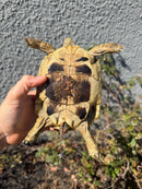 Eastern Hermann's Tortoise Adult Female