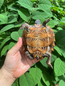 Spiny Hill Turtle CB 2023