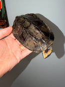 Twist-necked Turtle LTC Male