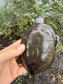 Franco-Italian Pond Turtle Adult Male