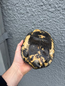 Gibba Sideneck Turtle XXL FEMALE