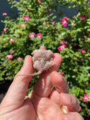 Albino Florida Snapping Turtle 2026