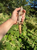 Super Red Niger Uromastyx Adult Pair