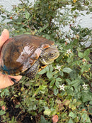 Franco-Italian Pond Turtle Adult Female