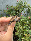Hypomelanistic Common Snapping Turtle 2026