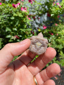 Albino Florida Snapping Turtle 2026