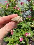 Albino Florida Snapping Turtle 2026