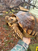 African Spurred Tortoise (13-14 inch) Female