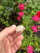 Albino Florida Snapping Turtle 2026