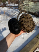 Mississippi Female Map Turtle Adult X Mississippi Diamondback Terrapin Adult Male BREEDING PROJECT