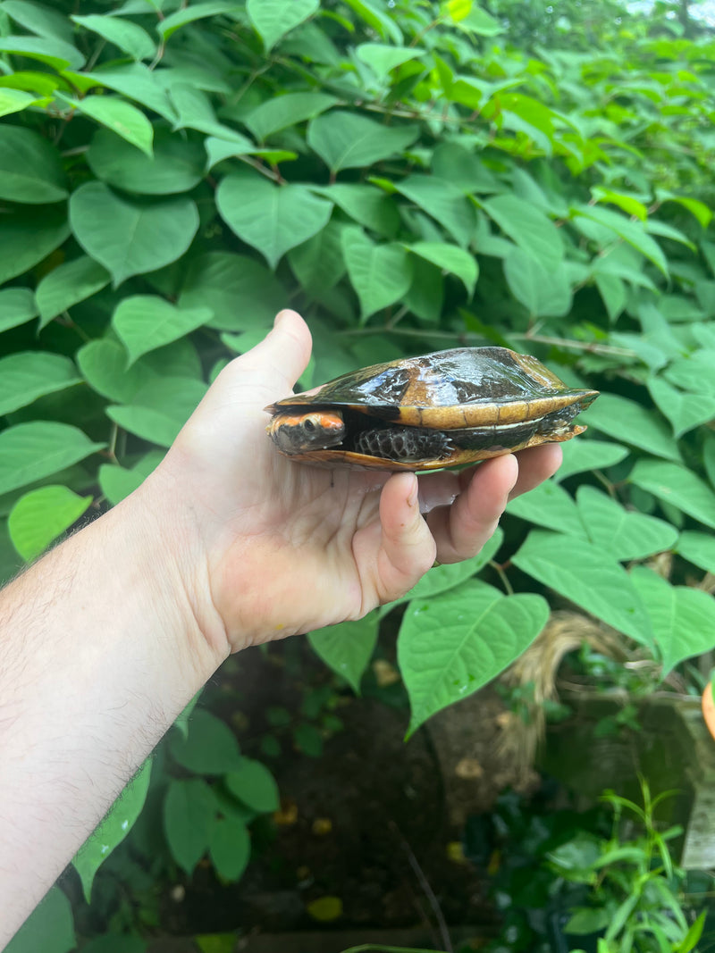 Twist-necked Turtle LTC Male