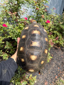 Red Foot Tortoise Adult Female
