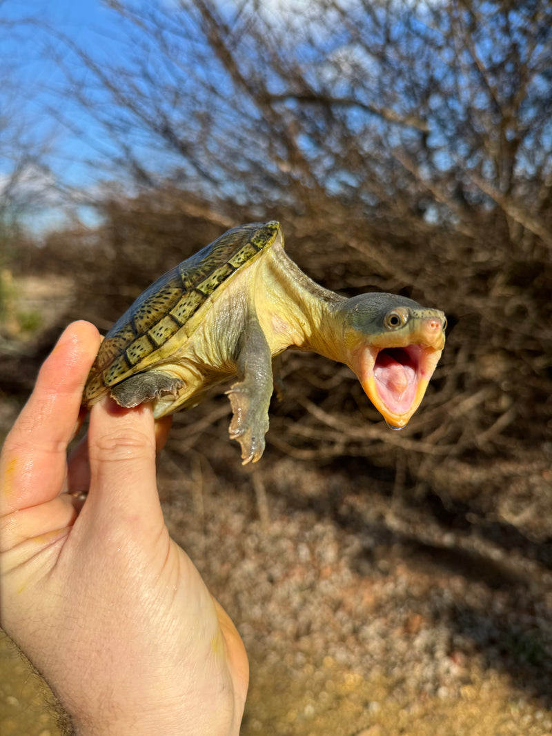 Vampire Musk Turtle Adult Female