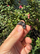 Siamese Common Musk Turtle Babies